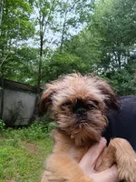 Pedro, a male Brussels Griffon for sale in McDonough, GA – 2 of 4