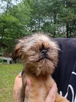 Pedro, a male Brussels Griffon for sale in McDonough, GA – 4 of 4