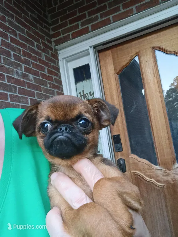 Junior – Brussels Griffon puppy for sale in McDonough, GA