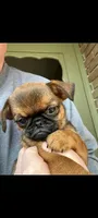 Junior, a male Brussels Griffon for sale in McDonough, GA – 6 of 6