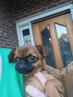 Junior, a male Brussels Griffon for sale in McDonough, GA – 2 of 6