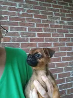 Junior, a male Brussels Griffon for sale in McDonough, GA – 3 of 6