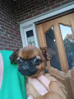 Junior, a male Brussels Griffon for sale in McDonough, GA – 4 of 6
