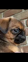 Junior, a male Brussels Griffon for sale in McDonough, GA – 5 of 6