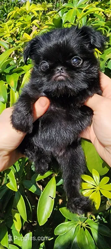Kelvin – Brussels Griffon puppy for sale in McDonough, GA