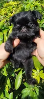 Kelvin, a male Brussels Griffon for sale in McDonough, GA – 1 of 3