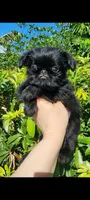 Kelvin, a male Brussels Griffon for sale in McDonough, GA – 2 of 3