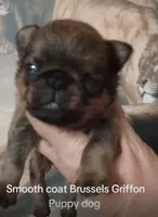 Red smooth male , a male Brussels Griffon for sale in McDonough, GA – 2 of 2