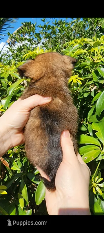 Kyle  – Brussels Griffon puppy for sale in McDonough, GA