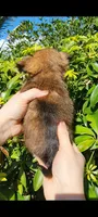 Kyle , a male Brussels Griffon for sale in McDonough, GA – 1 of 3