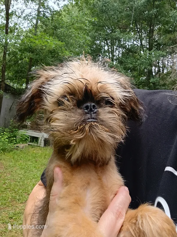 Pedro – Brussels Griffon puppy for sale in McDonough, GA