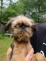 Pedro, a male Brussels Griffon for sale in McDonough, GA – 1 of 4