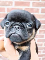 penny, a female Brussels Griffon for sale in McDonough, GA – Photo 4 of 5