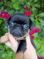 penny, a female Brussels Griffon for sale in McDonough, GA – Photo 2 of 5