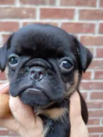 penny, a female Brussels Griffon for sale in McDonough, GA – Photo 3 of 5