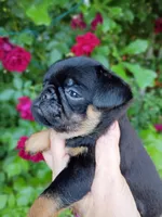 penny, a female Brussels Griffon for sale in McDonough, GA – Photo 1 of 5