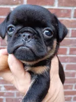 penny, a female Brussels Griffon for sale in McDonough, GA – Photo 5 of 5