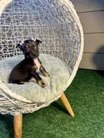 Luna, a female Chihuahua for sale in Alief, TX – Photo 9 of 9