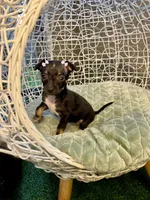 Luna, a female Chihuahua for sale in Alief, TX – Photo 7 of 9