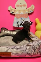 Luna, a female Chihuahua for sale in Alief, TX – Photo 2 of 9