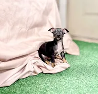 Luna, a female Chihuahua for sale in Alief, TX – Photo 6 of 7