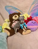 Blue, a male Chihuahua for sale in Alief, TX – Photo 9 of 10