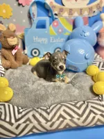 Blue, a male Chihuahua for sale in Alief, TX – Photo 2 of 10