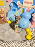 Blue, a male Chihuahua for sale in Alief, TX – Photo 3 of 10