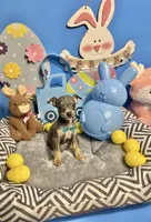 Blue, a male Chihuahua for sale in Alief, TX – Photo 1 of 10