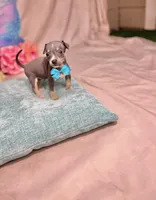 Blue, a male Chihuahua for sale in Alief, TX – Photo 10 of 10