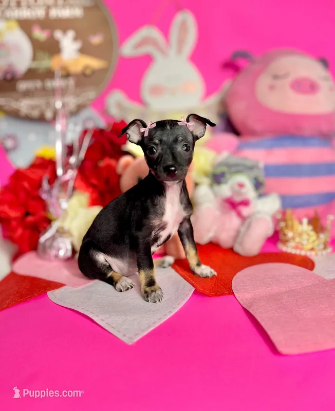 Luna, a female Chihuahua for sale in Alief, TX – Photo 1 of 7