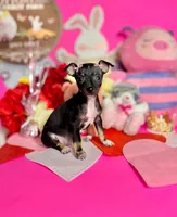 Luna, a female Chihuahua for sale in Alief, TX – Photo 1 of 7