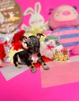 Luna, a female Chihuahua for sale in Alief, TX – Photo 2 of 7