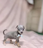 Blue, a male Chihuahua for sale in Alief, TX – Photo 4 of 10