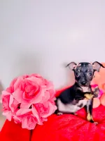 Luna, a female Chihuahua for sale in Alief, TX – Photo 5 of 7