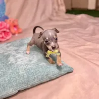 Blue, a male Chihuahua for sale in Alief, TX – Photo 8 of 10