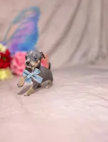 Blue, a male Chihuahua for sale in Alief, TX – Photo 5 of 10