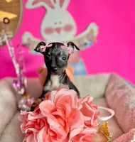 Luna, a female Chihuahua for sale in Alief, TX – Photo 4 of 7