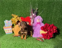 Trixie, a female Chihuahua for sale in Alief, TX – Photo 2 of 6