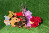 Trixie, a female Chihuahua for sale in Alief, TX – Photo 1 of 6