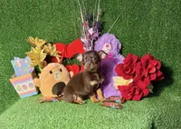 Trixie, a female Chihuahua for sale in Alief, TX – Photo 6 of 6