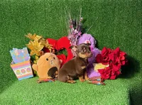 Trixie, a female Chihuahua for sale in Alief, TX – Photo 3 of 6