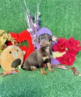 Trixie, a female Chihuahua for sale in Alief, TX – Photo 5 of 6