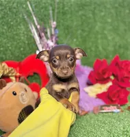 Trixie, a female Chihuahua for sale in Alief, TX – Photo 4 of 6