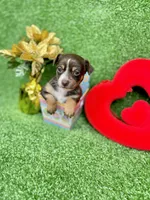 Mocha, a female Chihuahua for sale in Alief, TX – Photo 2 of 6