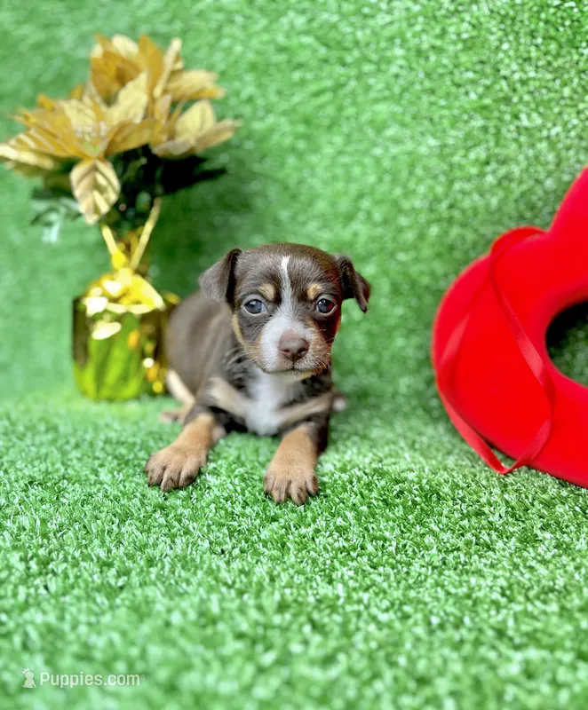 Mocha – Chihuahua puppy for sale in Alief, TX