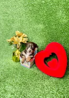 Mocha, a female Chihuahua for sale in Alief, TX – Photo 5 of 6