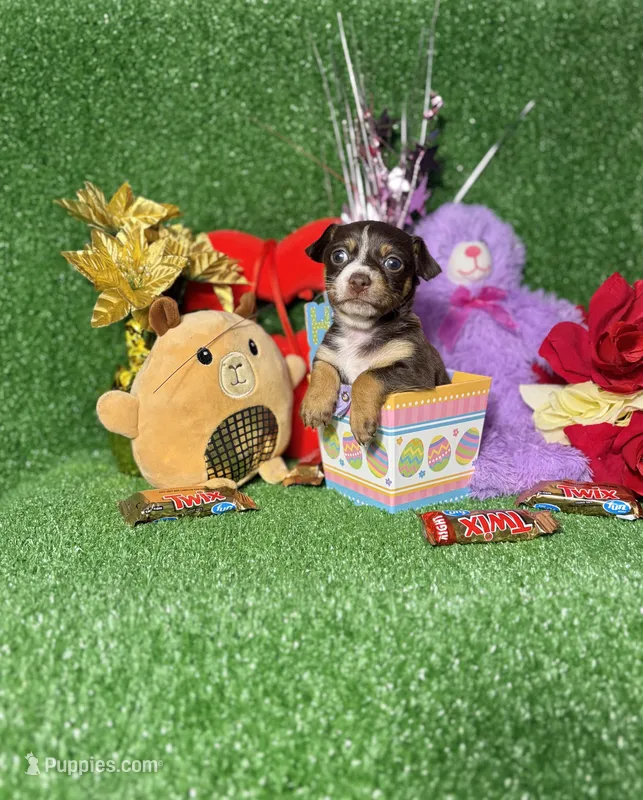 Mocha – Chihuahua puppy for sale in Alief, TX