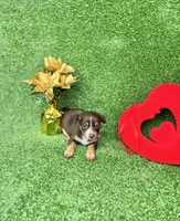 Mocha, a female Chihuahua for sale in Alief, TX – Photo 6 of 6