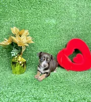 Mocha, a female Chihuahua for sale in Alief, TX – Photo 4 of 6